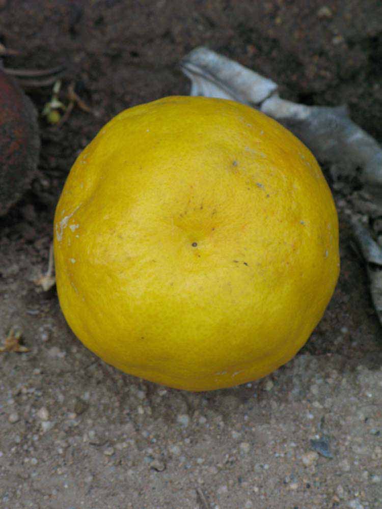            Fruit (Riverside, CA)   